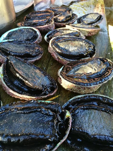 The Paua Fish Market's Magic Sauce: A Culinary Wonderland